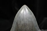 Inch Megalodon Tooth - Collector Quality #1528-1